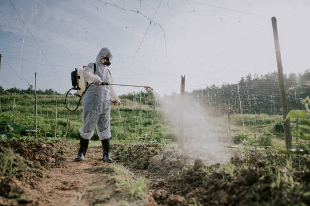 Best Termite Control Services  in Petersburg, WV