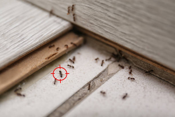 Best Pest Prevention Services  in Petersburg, WV