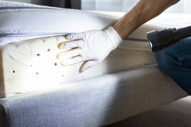 Best Ant Control Services  in Petersburg, WV